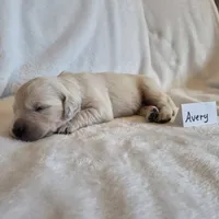 FULL AKC-- Avery --READY SEPT 26, a male Golden Retriever and English Cream Golden Retriever for sale in Auburn, KY – 1 of 4