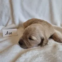 FULL AKC-- Ace --READY SEPT 26, a male Golden Retriever and English Cream Golden Retriever for sale in Auburn, KY – 3 of 8