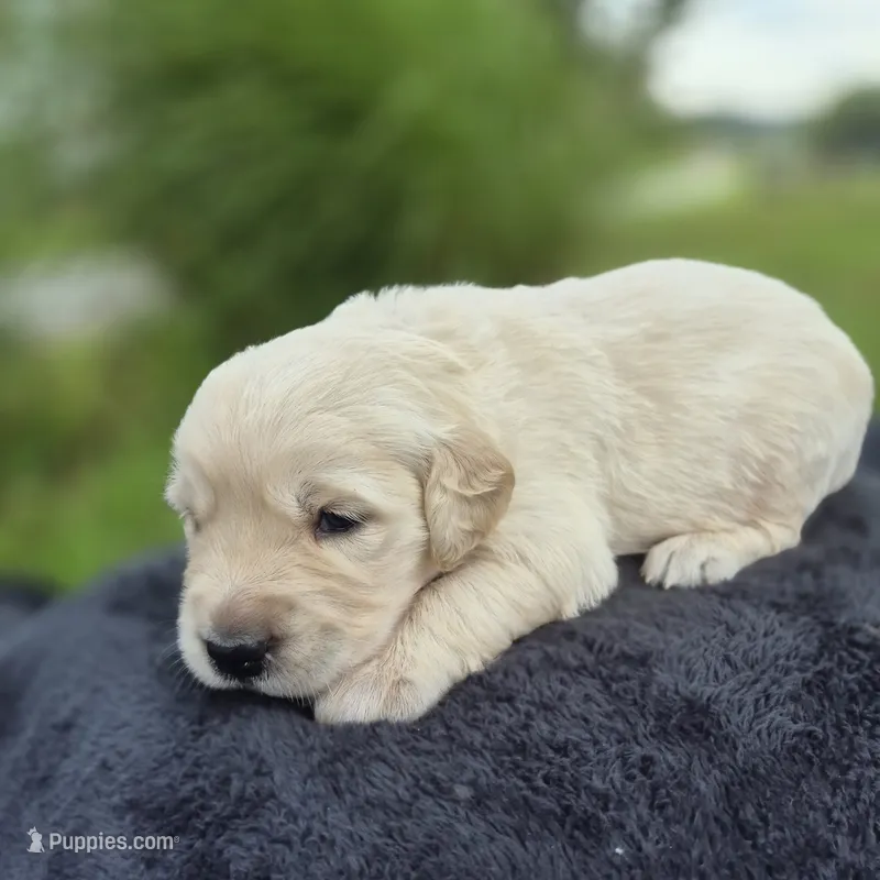 FULL AKC-- Ava --READY SEPT 26 – Golden Retriever, English Cream Golden Retriever puppy for sale in Auburn, KY