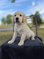 Ava, a female Golden Retriever and English Cream Golden Retriever for sale in Auburn, KY – 6 of 8
