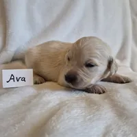 FULL AKC-- Ava --READY SEPT 26, a female Golden Retriever and English Cream Golden Retriever for sale in Auburn, KY – 4 of 8