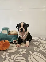 Alexia, a female Boston Terrier for sale in Nappanee, IN – 2 of 3