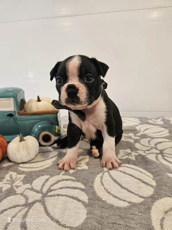 Ashton – Boston Terrier puppy for sale in Nappanee, IN