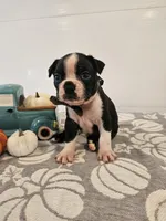 Ashton, a male Boston Terrier for sale in Nappanee, IN – 1 of 3