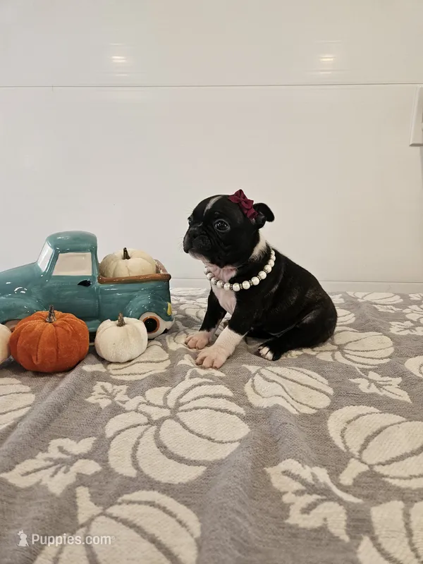 Autumn – Boston Terrier puppy for sale in Nappanee, IN