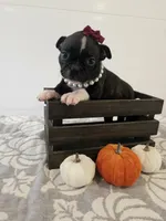Autumn, a female Boston Terrier for sale in Nappanee, IN – 2 of 3