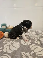 Andre, a male Boston Terrier for sale in Nappanee, IN – 2 of 3