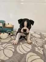Andre, a male Boston Terrier for sale in Nappanee, IN – 3 of 3
