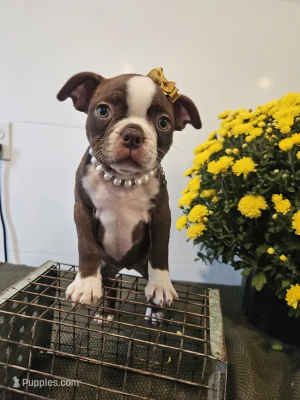 Ava – Boston Terrier puppy for sale in Nappanee, IN