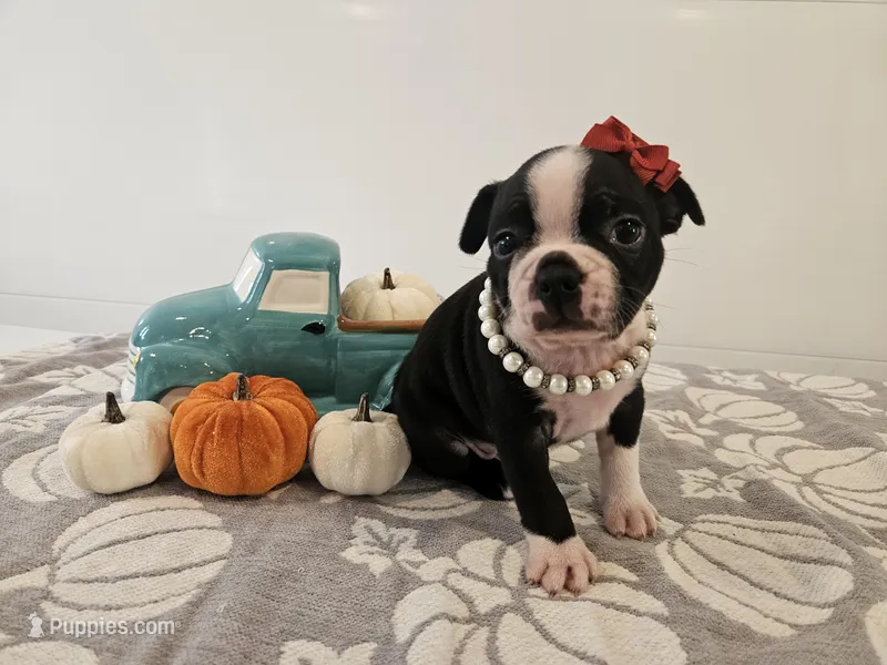 Alexia – Boston Terrier puppy for sale in Nappanee, IN