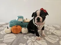 Alexia, a female Boston Terrier for sale in Nappanee, IN – 1 of 3