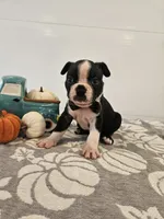 Ashton, a male Boston Terrier for sale in Nappanee, IN – 3 of 4