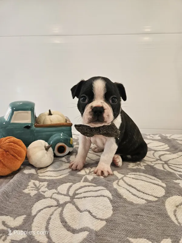 Andre – Boston Terrier puppy for sale in Nappanee, IN