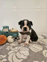 Andre, a male Boston Terrier for sale in Nappanee, IN – 1 of 3