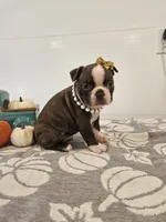 Ava, a female Boston Terrier for sale in Nappanee, IN – 1 of 3