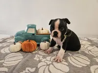 Ashton, a male Boston Terrier for sale in Nappanee, IN – 4 of 4
