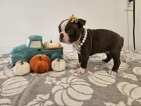 Ava, a female Boston Terrier for sale in Nappanee, IN – 2 of 3