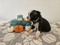 Ashton, a male Boston Terrier for sale in Nappanee, IN – 2 of 3