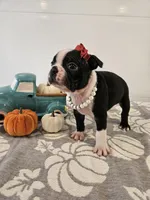 Alexia, a female Boston Terrier for sale in Nappanee, IN – 3 of 3