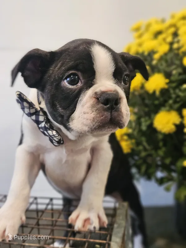 Andre – Boston Terrier puppy for sale in Nappanee, IN