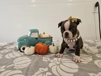 Ava, a female Boston Terrier for sale in Nappanee, IN – 3 of 3
