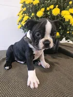 Ashton, a male Boston Terrier for sale in Nappanee, IN – 1 of 4