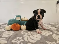 Ashton, a male Boston Terrier for sale in Nappanee, IN – 3 of 3