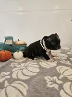 Autumn, a female Boston Terrier for sale in Nappanee, IN – 3 of 3