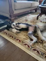 Nora, a female Miniature Bernedoodle for sale in Lexington, KY – Photo 5 of 7