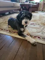 Nora, a female Miniature Bernedoodle for sale in Lexington, KY – Photo 6 of 7