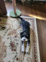 Nora, a female Miniature Bernedoodle for sale in Lexington, KY – Photo 4 of 7