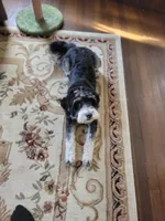 Nora, a female Miniature Bernedoodle for sale in Lexington, KY – Photo 3 of 7