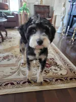 Nora, a female Miniature Bernedoodle for sale in Lexington, KY – Photo 1 of 7