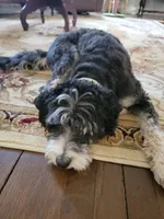 Nora, a female Miniature Bernedoodle for sale in Lexington, KY – Photo 7 of 7