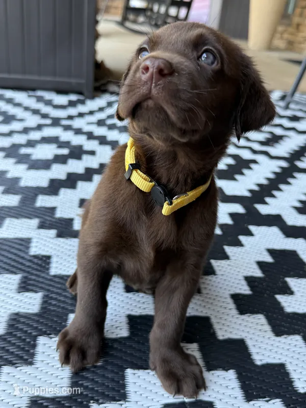 Yellow collar  – Labrador Retriever puppy for sale in Franklin, GA
