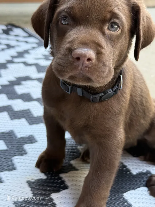 Black collar  – Labrador Retriever puppy for sale in Franklin, GA