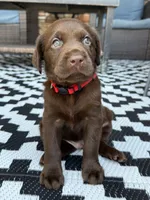 Red collar , a male Labrador Retriever for sale in Franklin, GA – 5 of 5
