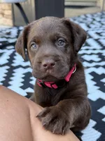 Pink collar , a female Labrador Retriever for sale in Franklin, GA – 4 of 4