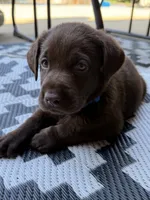 Blue collar , a male Labrador Retriever for sale in Franklin, GA – 2 of 3