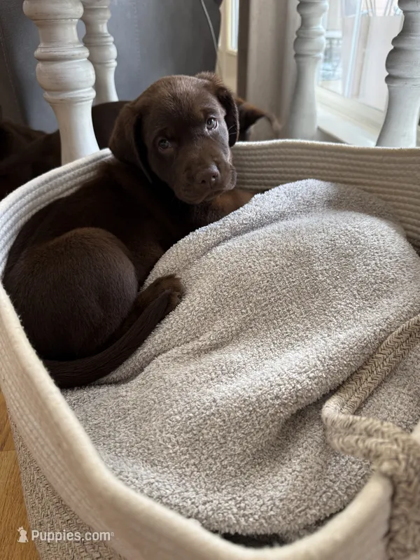 Black collar  – Labrador Retriever puppy for sale in Franklin, GA