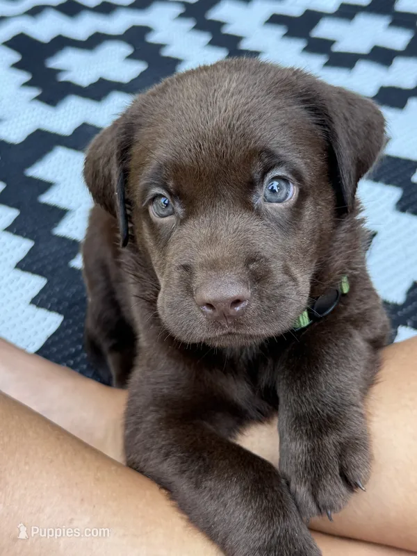 Green collar  – Labrador Retriever puppy for sale in Franklin, GA