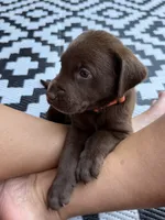 Orange collar , a male Labrador Retriever for sale in Franklin, GA – 3 of 4