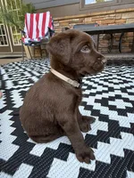 Gray collar , a male Labrador Retriever for sale in Franklin, GA – 3 of 4