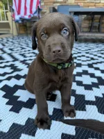 Green collar , a male Labrador Retriever for sale in Franklin, GA – 3 of 4