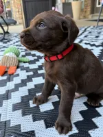 Red collar , a male Labrador Retriever for sale in Franklin, GA – 2 of 5