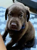 Blue collar , a male Labrador Retriever for sale in Franklin, GA – 3 of 3