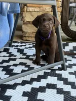 Purple collar , a female Labrador Retriever for sale in Franklin, GA – 5 of 5