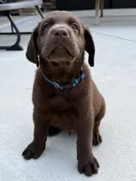 Blue collar , a male Labrador Retriever for sale in Franklin, GA – 4 of 6
