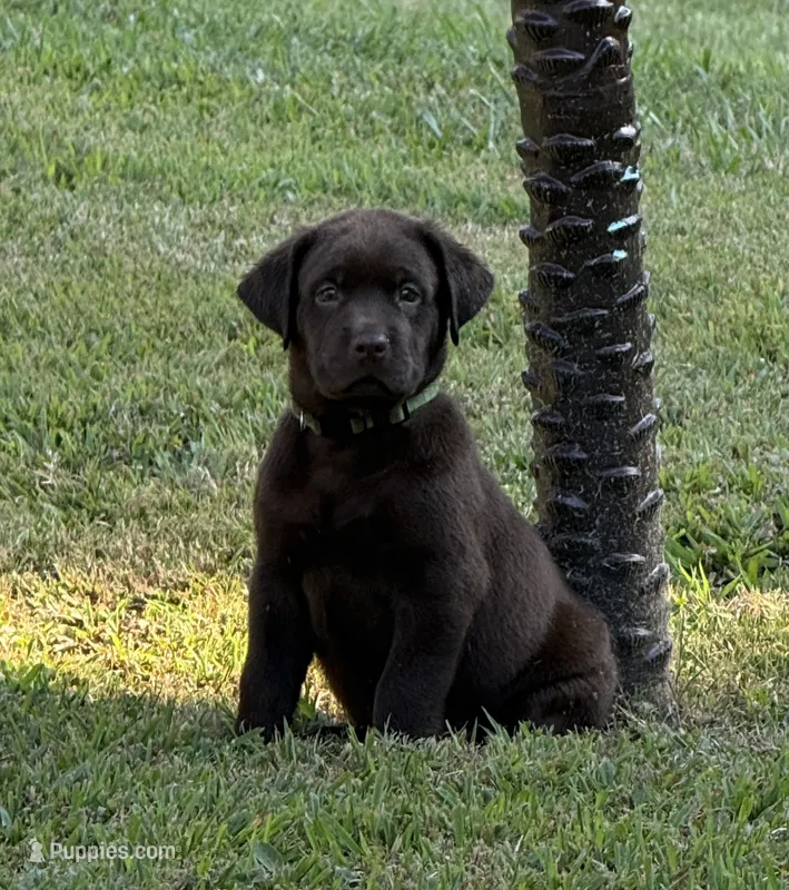 Green collar  – Labrador Retriever puppy for sale in Franklin, GA