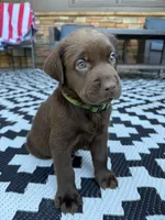 Green collar , a male Labrador Retriever for sale in Franklin, GA – 4 of 4
